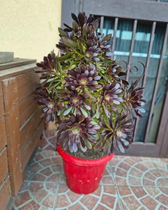 Pianta Grassa Aeonium