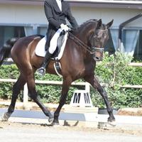 Cavallo KWPN da Dressage