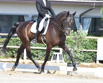 Cavallo KWPN da Dressage