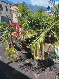 Palme da giardino