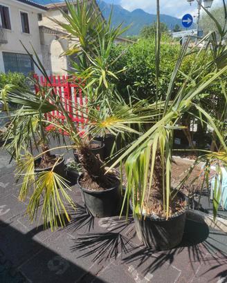Palme da giardino