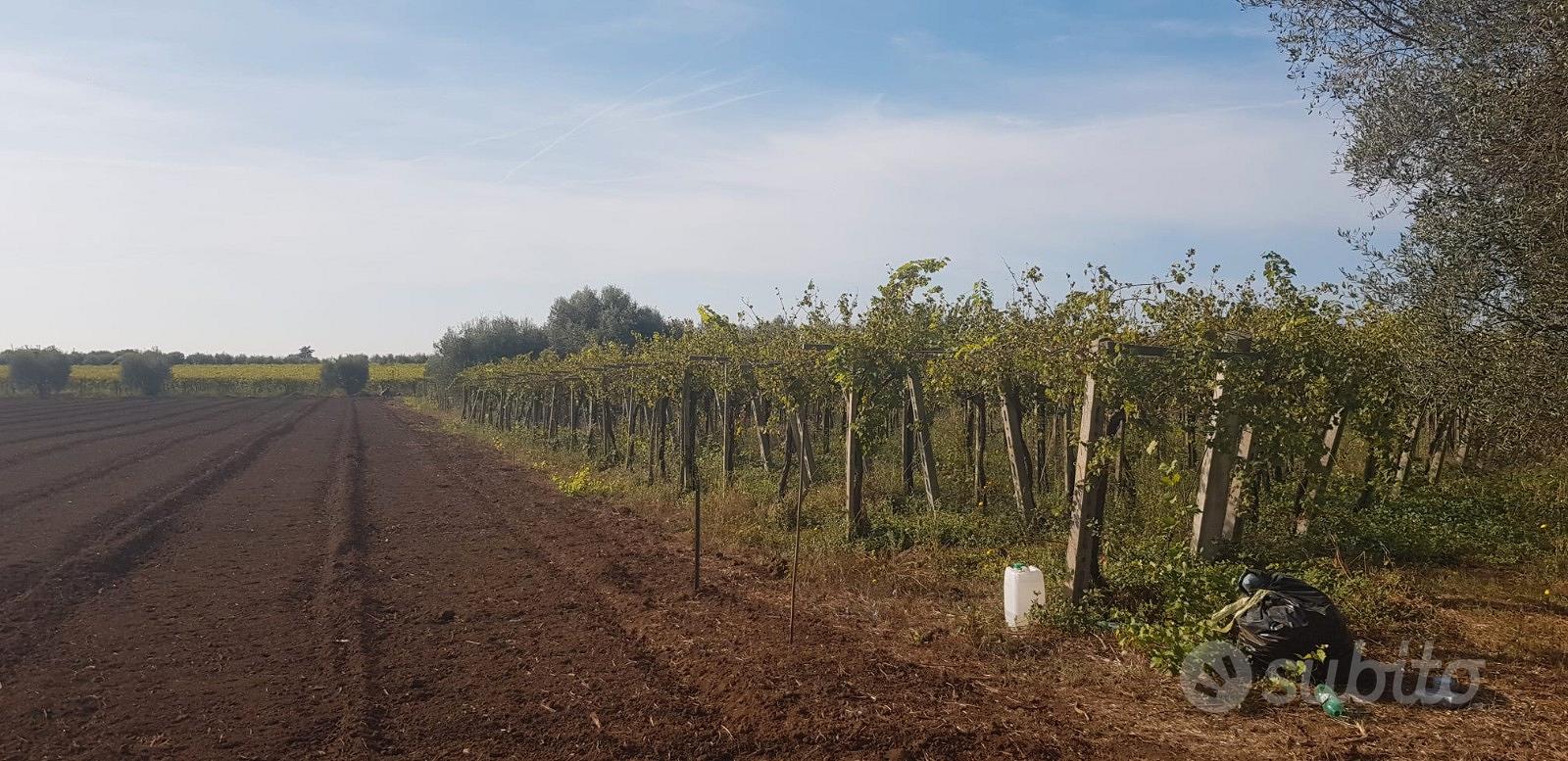 Terreno Agricolo 6000 mq - Altro
