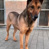 Ulisse lupetto meticcio