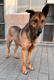 Ulisse lupetto meticcio