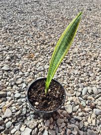 Pianta Sansevieria (Lingua di Suocera)