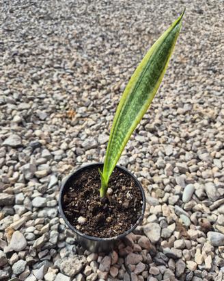 Pianta Sansevieria (Lingua di Suocera)