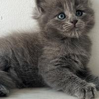 Cuccioli pura razza gatto siberiano su prenotazion