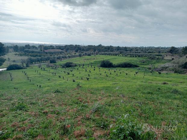 Terreno Agricolo Collinare - Villapiana (CS)