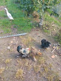 Galline Nane Ornamentali + Galletto