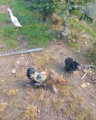 Galline Nane Ornamentali + Galletto