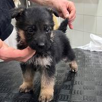 Cuccioli di pastore tedesco