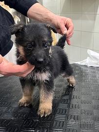Cuccioli di pastore tedesco