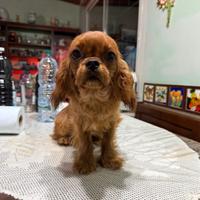 Cavalier king