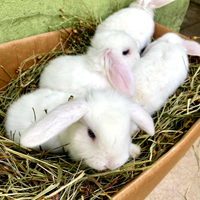 Coniglietti nani Testa Leone o Ariete conigli