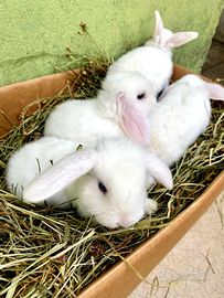 Coniglietti nani Testa Leone o Ariete conigli