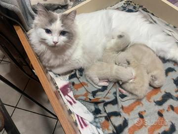 Cuccioli di ragdoll con pedigree