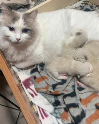 Cuccioli di ragdoll con pedigree