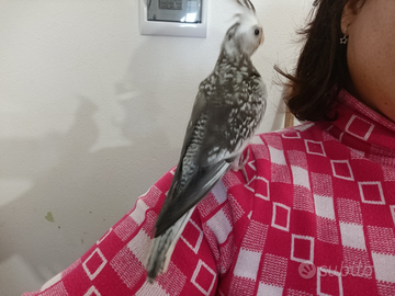 Calopsite allevato a mano