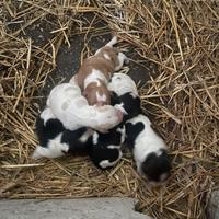 Vendita di cuccioli di breton