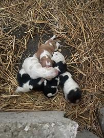 Vendita di cuccioli di breton