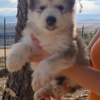 Cuccioli di Alaskan Malamute