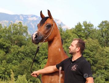 Cavallo arabo