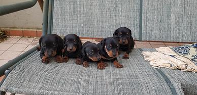 Cuccioli bassotto