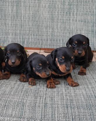 Cuccioli bassotto