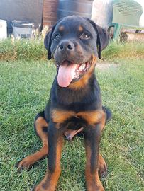 Rottweiler Maschio