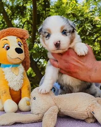 Cuccioli Australian Shepherd / Pastore Australiano