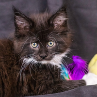 Cucciola di Maine Coon