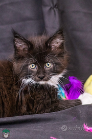 Cucciola di Maine Coon