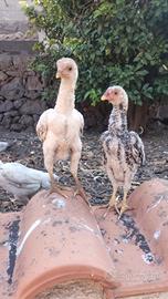 Galline ko Shamo