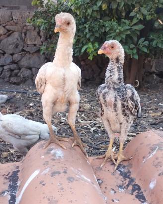 Galline ko Shamo