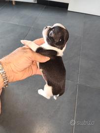 Cucciolo di chihuahua toy