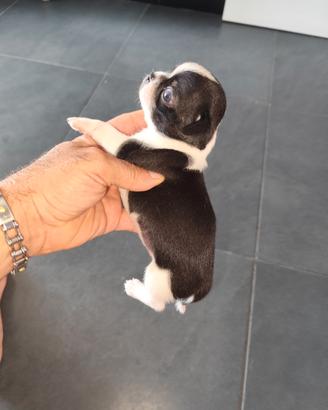 Cucciolo di chihuahua toy