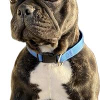 Bulldog Francese pronto per l'accoppiamento