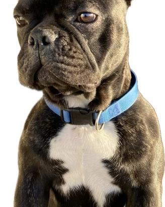 Bulldog Francese pronto per l'accoppiamento