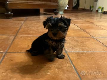 Yorkshire terrier maschio