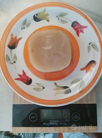 Kombucha fungo Scooby bio