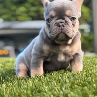 Bulldog francese top line