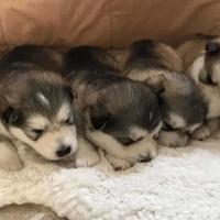 Cuccioli alaskan malamute