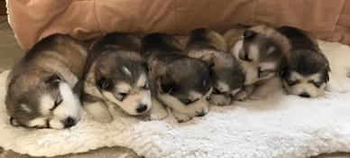 Cuccioli alaskan malamute