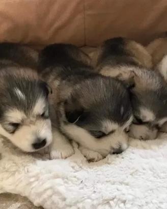 Cuccioli alaskan malamute