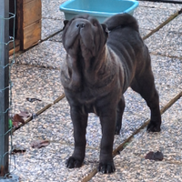 Cucciola di Shar-Pei