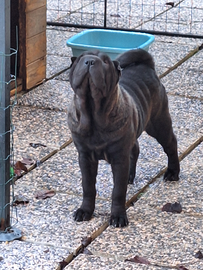 Cucciola di Shar-Pei