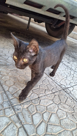 Gattini appena 4 mesi