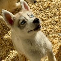 Graziosi Siberian Husky con pedigree