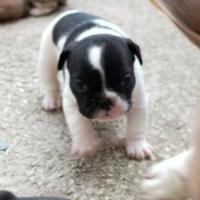 Cucciola bulldog francese