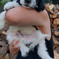 Cuccioli incrocio Lagotto